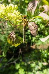 Falkenlibelle (Cordulia aenea) im Garten