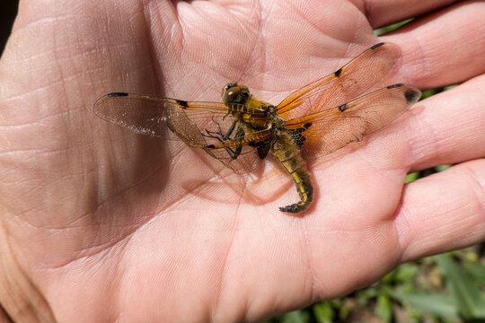 tote Vierfleck-Libelle (Libellula quadrimaculata) im Garten