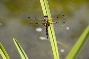 Vierfleck-Libelle (Libellula quadrimaculata) am Gartenteich