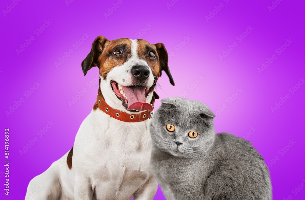 Wall mural Portrait of lovely cute dog and cat on color background