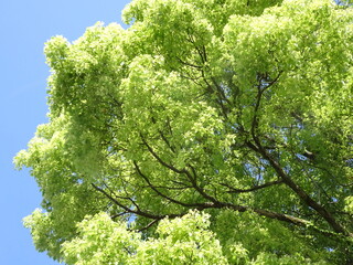 初夏の常緑樹