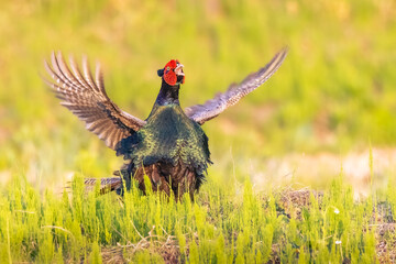 Japanese Green Pheasant wings open