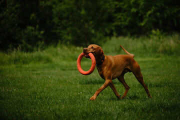Dog plays with a round orange toy in a green field in spring. Cute active Hungarian Vizsla walking...