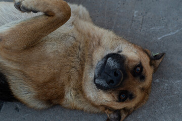 dog sleeping on the floor