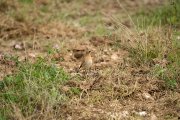 a whinchat (Saxicola rubetra ) ground feeding 