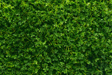 Obraz premium Beautiful green grass texture background, top view. Flat lay. Green grass meadow for sports field or garden decoration