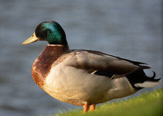 Obraz premium a close up of a duck standing near the water's edge