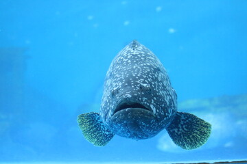 jellyfish, aquatic animals, small jellyfish, luminous jellyfish in twilight waters, neon blue jelly drifting