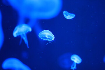 Fototapeta premium jellyfish, aquatic animals, small jellyfish, luminous jellyfish in twilight waters, neon blue jelly drifting