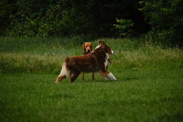 Two dogs get acquainted by sniffing each other standing in a green spring field. A brown fluffy...