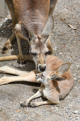 Gros plan d'un kangourou gris femelle et de son petit. © Gervaisal91