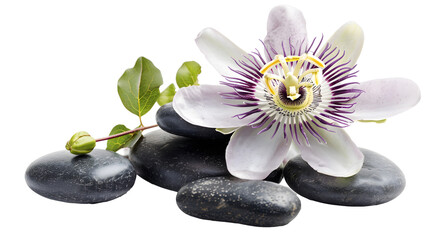 Spa still life of passiflora flower on Zen stones close up on white background