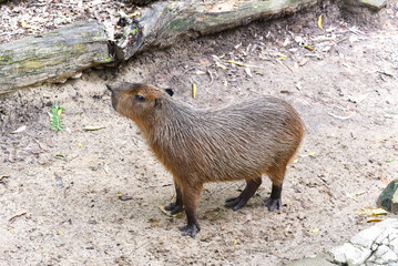 Le grand cabiaï ou capybara (Hydrochoerus hydrochaeris)