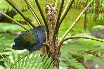 Le Nicobar à camail (Caloenas nicobarica)