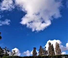 Obraz premium trees and clouds