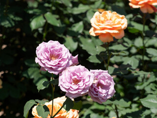 植物園に咲く薄い紫色の薔薇