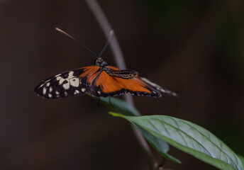 Butterfly Close Up