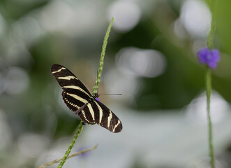 Butterfly Close Up