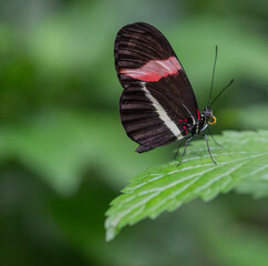 Butterfly Close Up