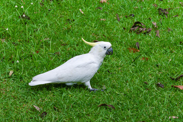 Cacatoès à huppe jaune (Cacatua galerita)