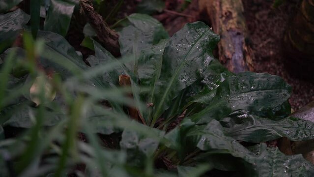 drops of rain on green leafes in tropical forest