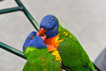 Rainbow lorikeet (Trichoglossus moluccanus)