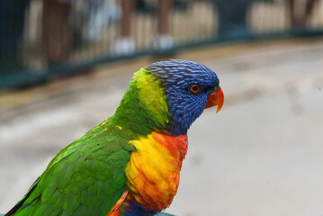 Rainbow lorikeet (Trichoglossus moluccanus)