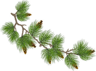 fir tree branch with cone isolated on transparent, png. illustration in realistic style. Christmas.New Year