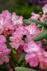 Bee sitting on the flower 
