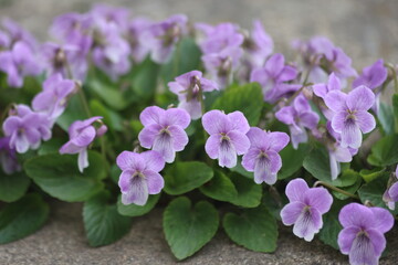 violets flowers in the garden