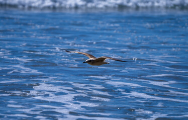 Gaviota volando sobre el mar