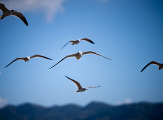 Grupo gaviotas volando