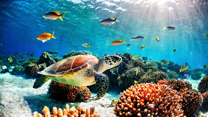 Green sea turtle on coral reef with hard corals and tropical fish, sun rays through blue ocean water