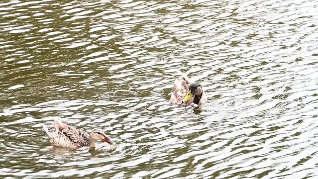 4K HD hand held video of park dabbling ducks feeding in a shallow pool. One male and one female tipping upside-down in the water to uproot and eat aquatic plants as well as insect larvae.
