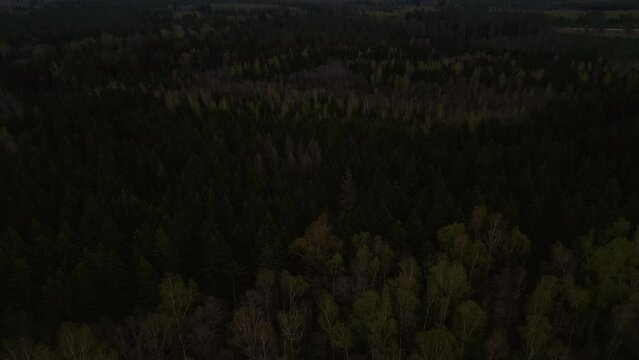 Night aerial view grassland and trees with cumulus clouds, natural landscape