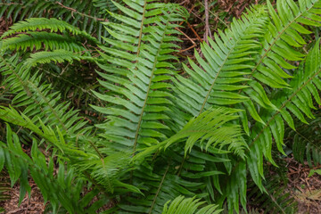 Sword Fern (polystichum munitum) © Conrmiller