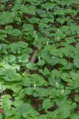 False lily of the valley (maianthemum dilatatum)