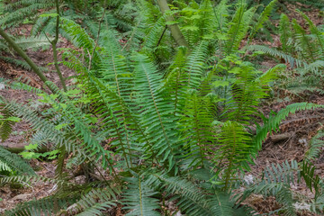 Sword Fern (polystichum munitum)