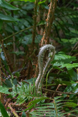 Sword Fern (polystichum munitum)