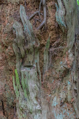 Rotting tree stump