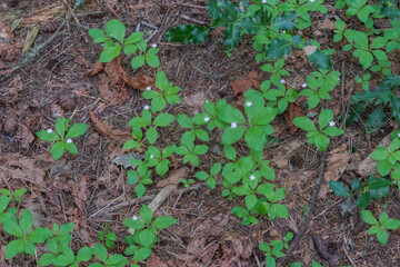 Starflower (Lysimachia latifolia)