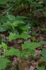 three-leaf foamflower (Tiarella trifoliata)