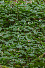 False lily of the valley (Maianthemum dilatatum)