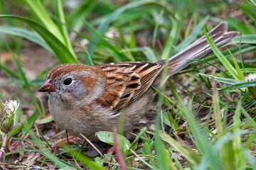 Field sparrow in its natural environment.