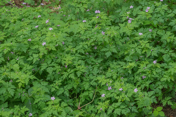 Herb Robert (Geranium Robertainum)
