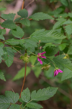 Thimbleberry (rubus parvilflorus)