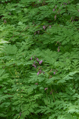 Pacific bleeding heart (Dicentra formosa)