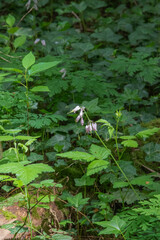 Pacific bleeding heart (Dicentra formosa)