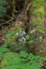 Pacific bleeding heart (Dicentra formosa)