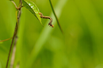 葉を渡り歩くシャクトリムシ